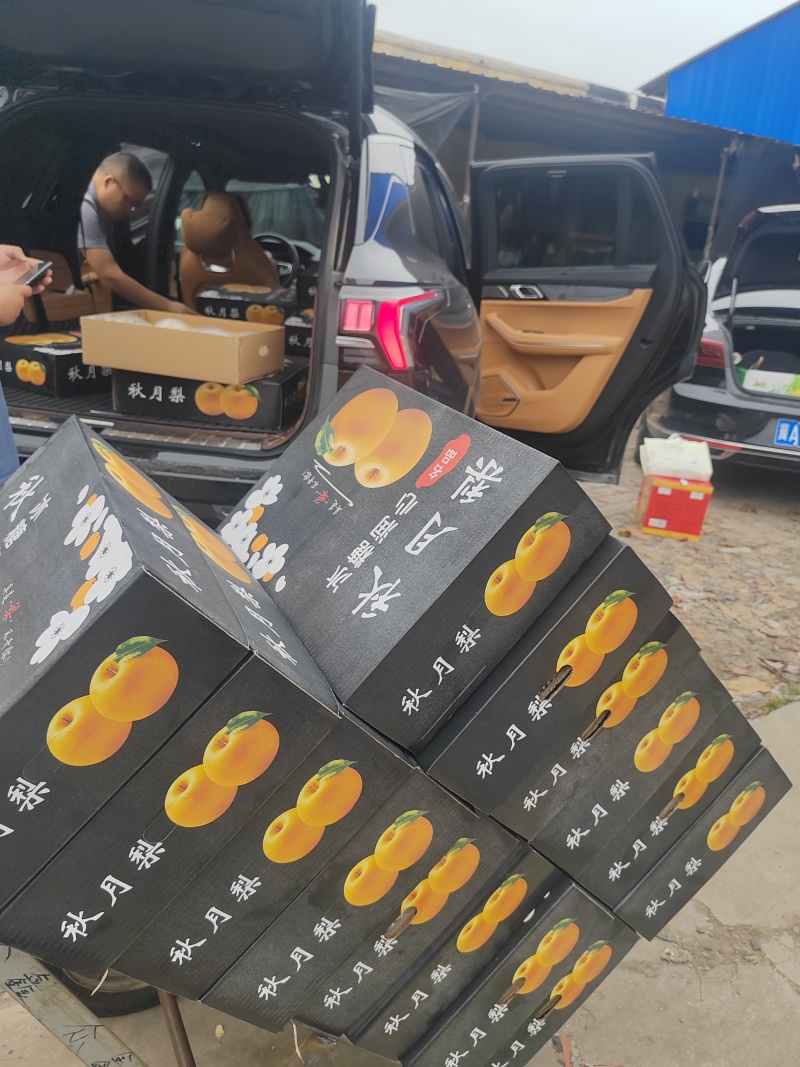 精品秋月梨礼盒9斤装！可全国发货！质量保证！口感**好