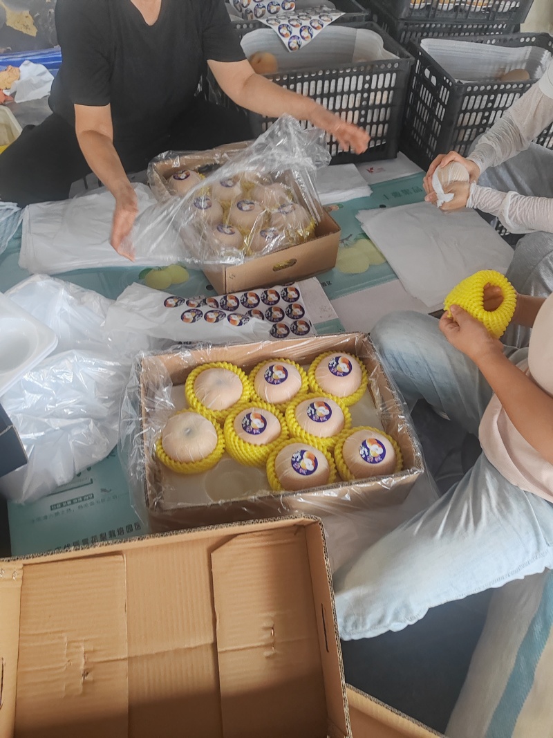 精品秋月梨礼盒9斤装！可全国发货！质量保证！口感**好
