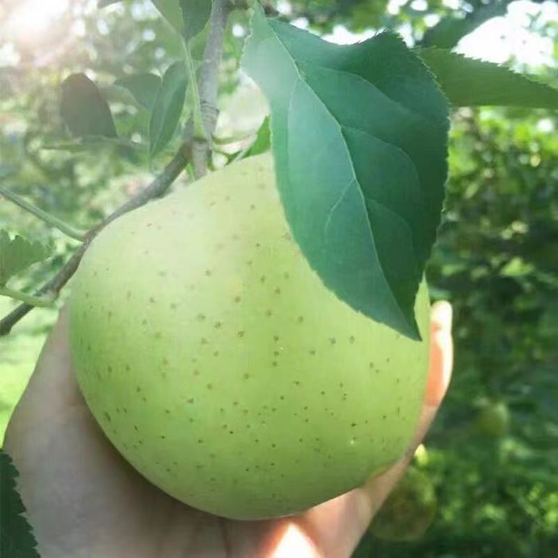 正宗王林苹果青苹果当季新鲜青森雀斑冰糖心丑苹果脆甜