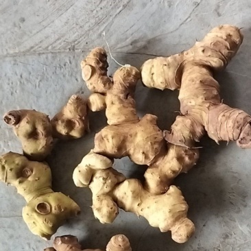 黄精出售