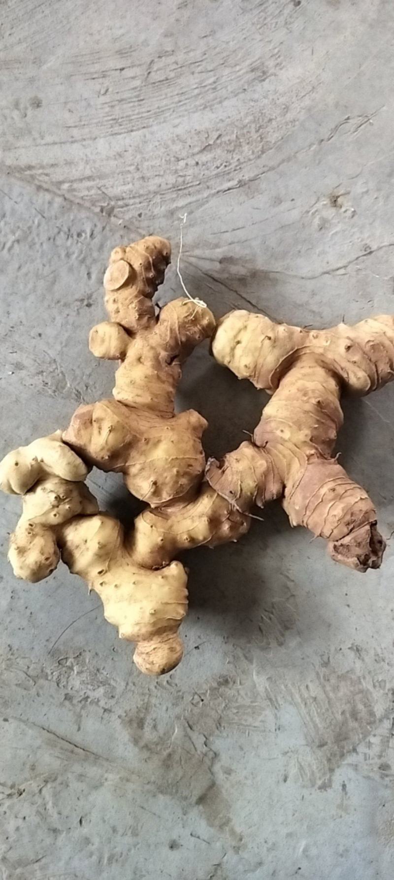 黄精出售