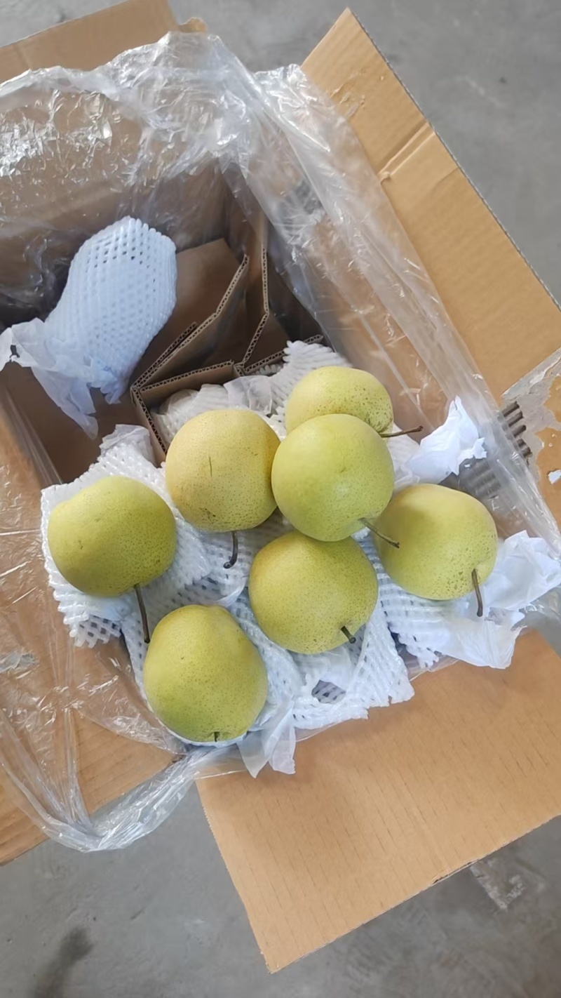 长年供应赵县雪花梨！百年古树！品质**！产地直接发货！