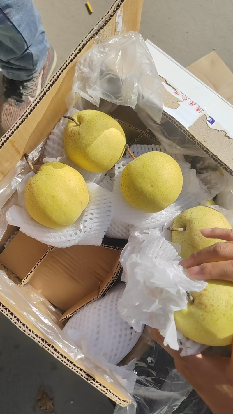 长年供应赵县雪花梨！百年古树！品质**！产地直接发货！