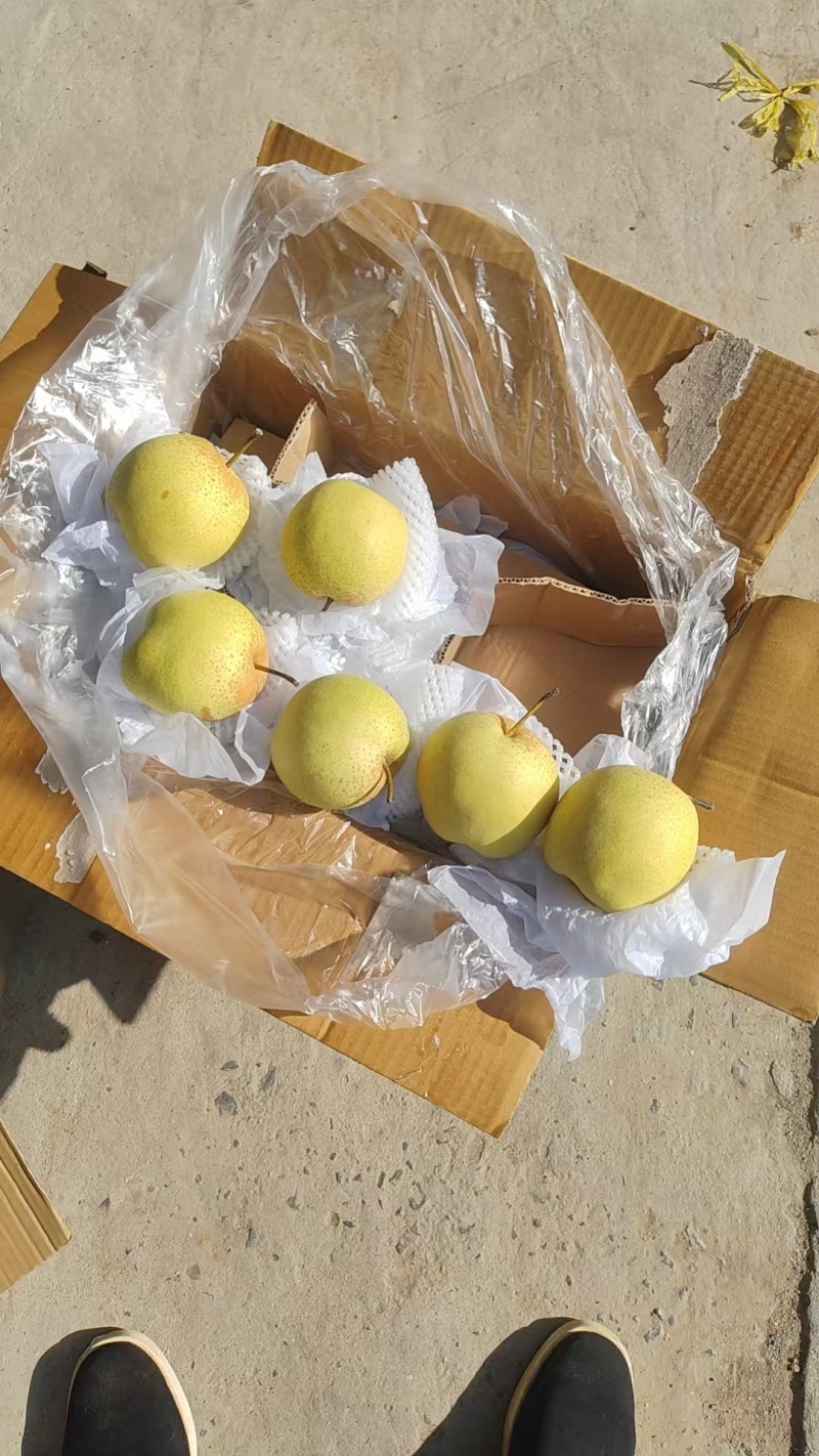 长年供应赵县雪花梨！百年古树！品质**！产地直接发货！