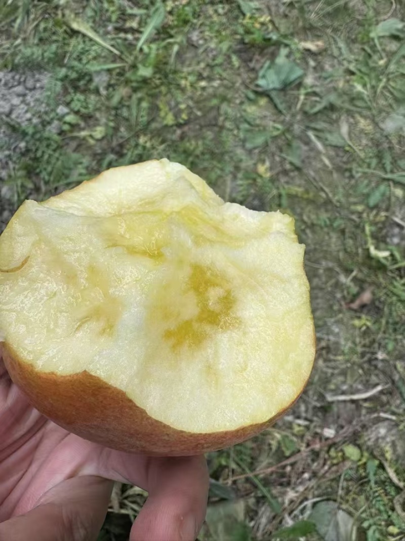 新疆阿克苏冰糖心苹果