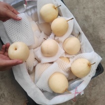 本公司长年供应水晶梨！产地直接发货一手货源！可以视频看！