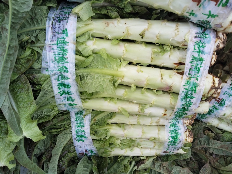 莴笋喜欢的老板来盘
