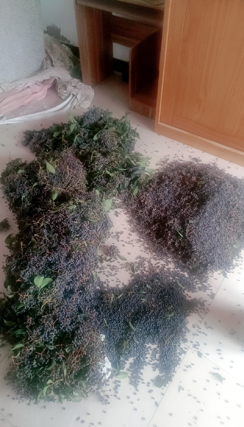 女贞子随时有货正品保障全网低价优惠中