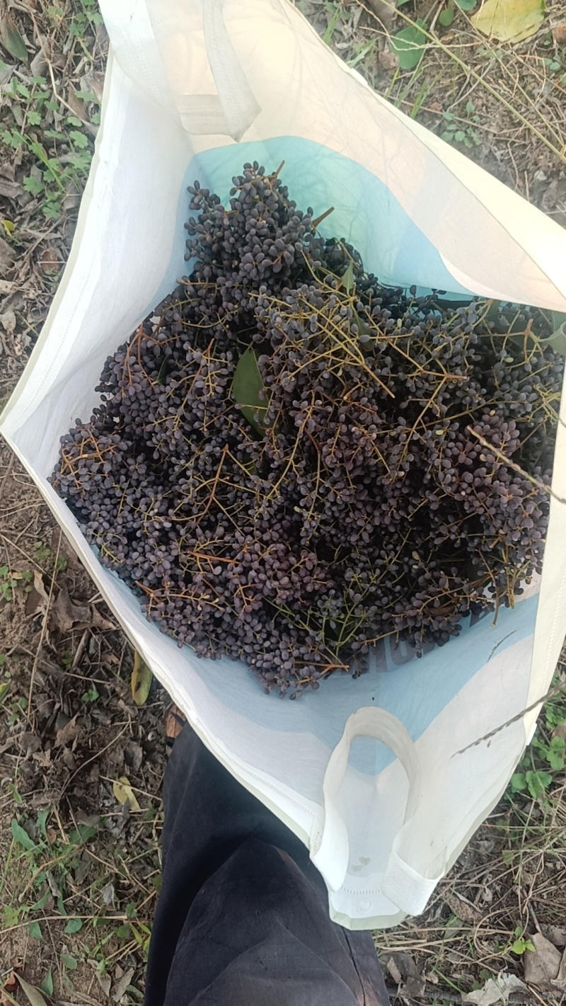 女贞子随时有货正品保障全网低价优惠中