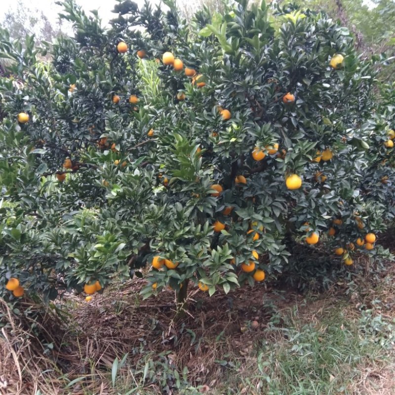自家种植的赣南脐橙，果子靓，口感好