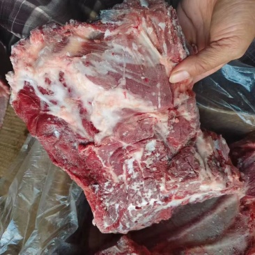 母猪去颈前排