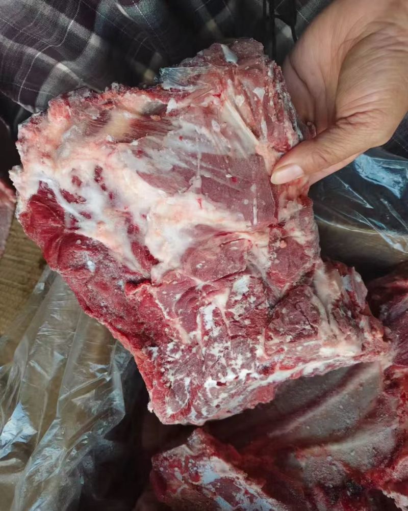 母猪去颈前排