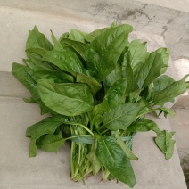 新鲜蔬菜