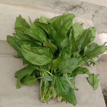新鲜蔬菜