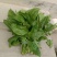 新鲜蔬菜