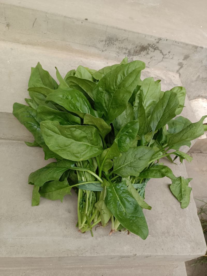 新鲜蔬菜