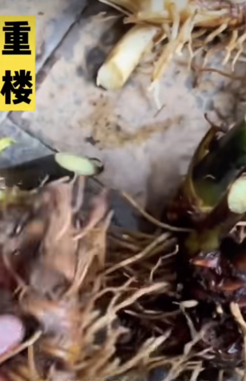 云南镇雄野生重楼