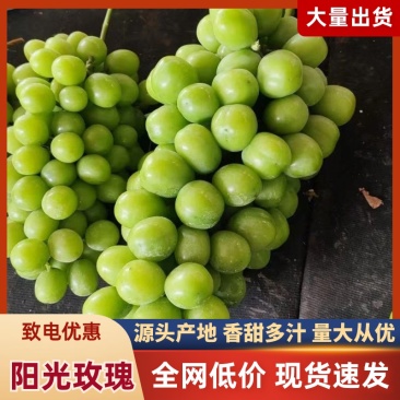 陕西渭南阳光玫瑰产地一手货源量大价优欢迎随时联系