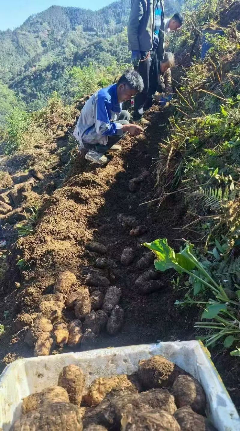 云南昭通小草坝天麻大量出货，各位老板甩单过来吧！！！