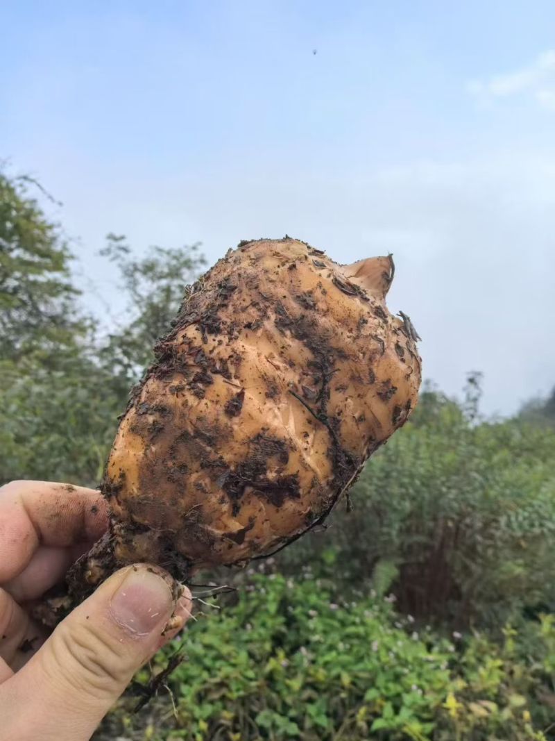 云南昭通小草坝天麻大量出货，各位老板甩单过来吧！！！