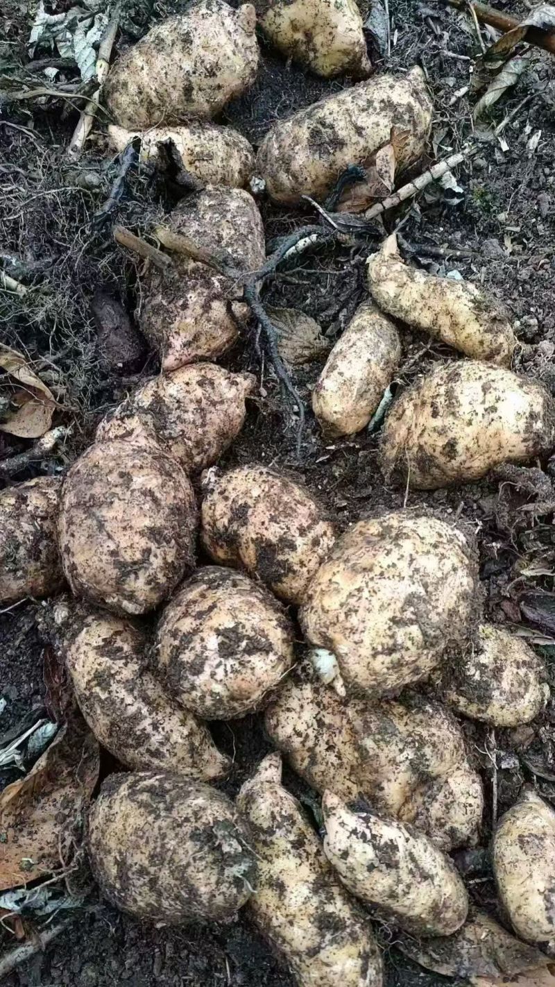 云南昭通小草坝天麻大量出货，各位老板甩单过来吧！！！