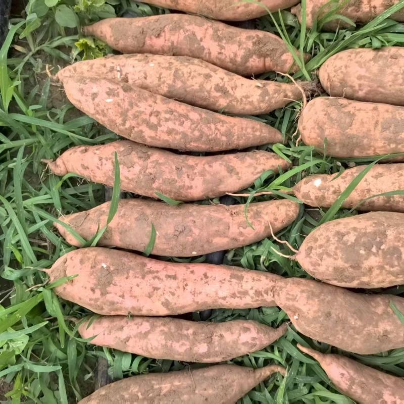 邢台威县白哈密红薯白哈蜜蜜薯红薯大量上市