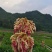 生姜贵州小黄姜高山姜🫚产地直销量大从优可视频看货