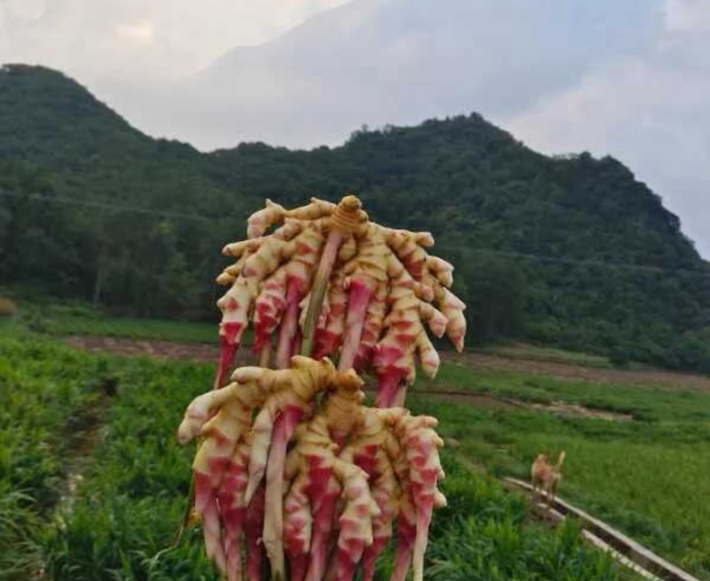 生姜贵州小黄姜高山姜🫚产地直销量大从优可视频看货