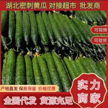湖北黄瓜密刺黄瓜一手货源全国代发可视频看货