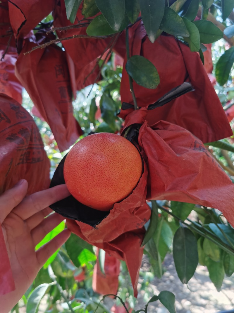 福建西柚工厂榨汁果大量现货供应，皮薄多汁，欢迎对接。