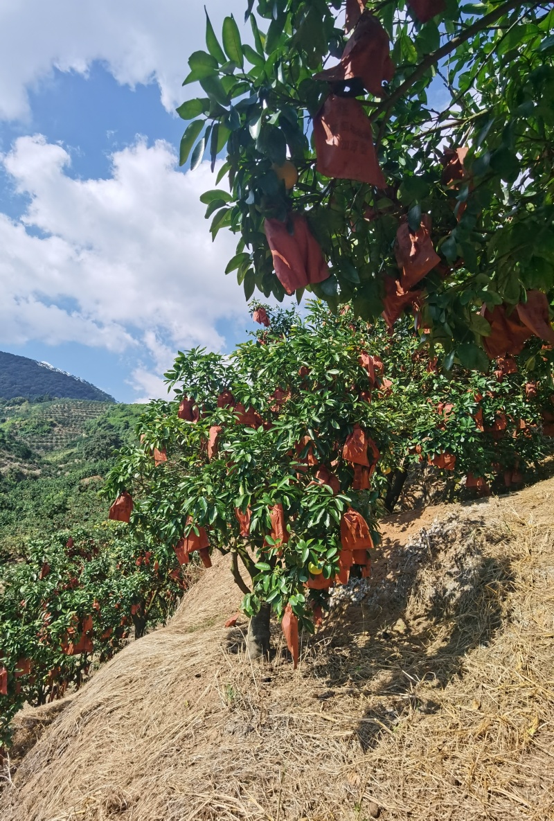 福建西柚工厂榨汁果大量现货供应，皮薄多汁，欢迎对接。