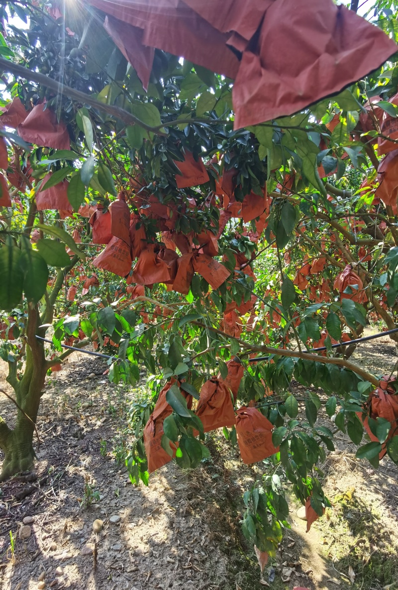福建西柚工厂榨汁果大量现货供应，皮薄多汁，欢迎对接。