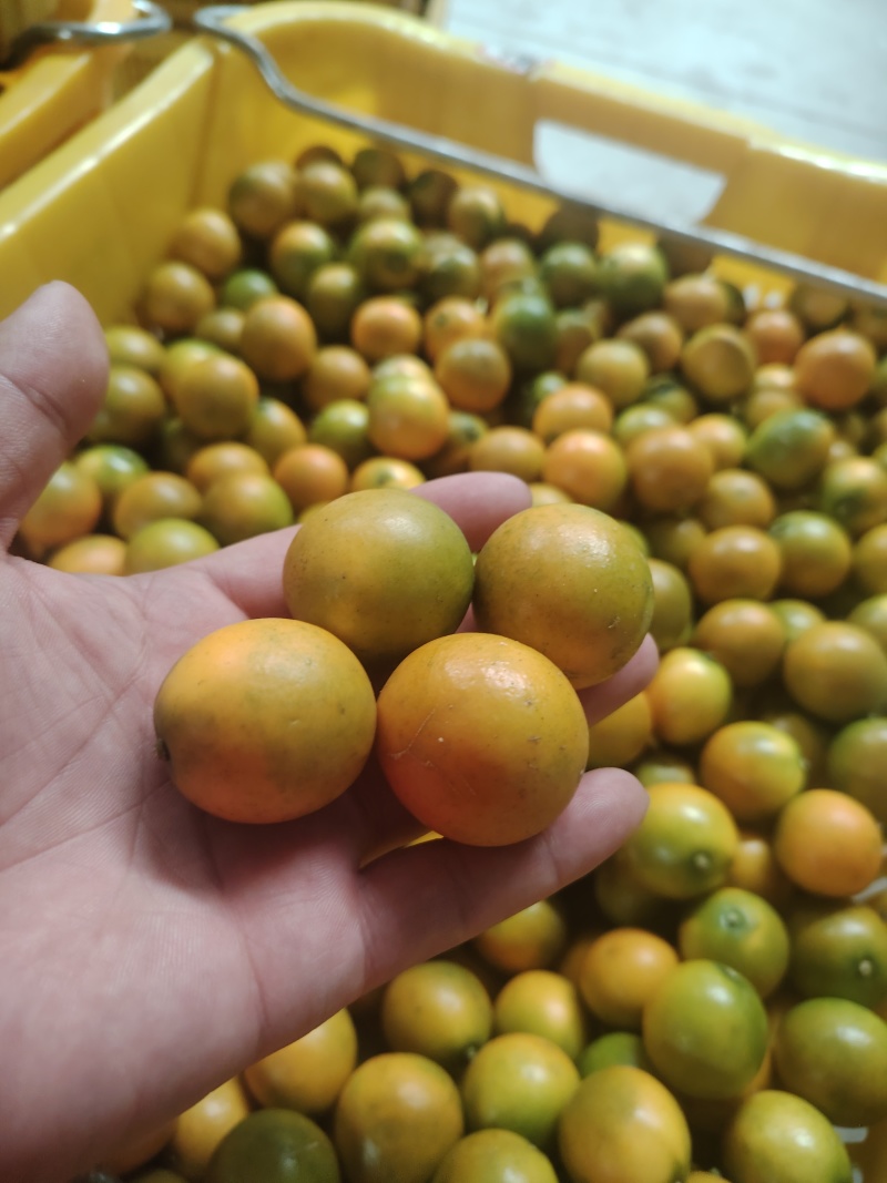 脆蜜金桔，滑皮金橘，融安金桔，脆蜜金柑