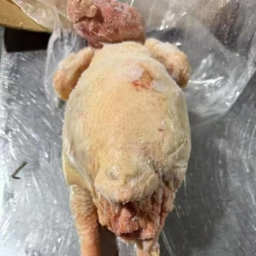 新生产种母鸡:23kg5-6-7,24.5kg6-7-8