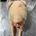 新生产种母鸡:23kg5-6-7,24.5kg6-7-8