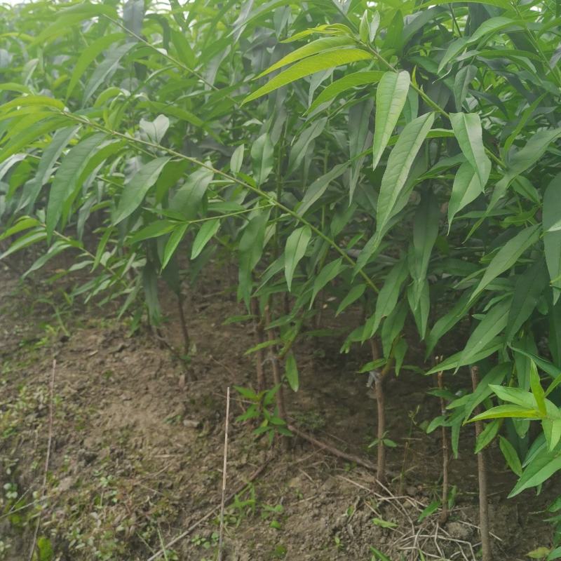 阳山水蜜桃白凤湖景日川桃树苗批发零售可技术服务