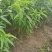 阳山水蜜桃白凤湖景日川桃树苗批发零售可技术服务