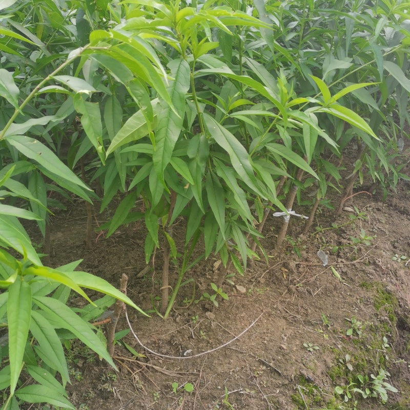 阳山水蜜桃白凤湖景日川桃树苗批发零售可技术服务
