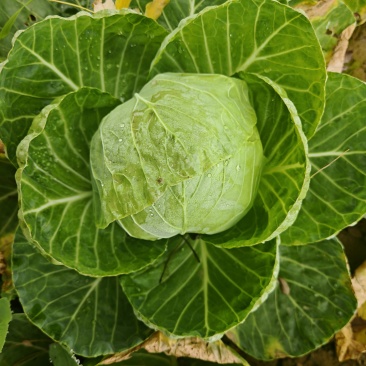 陕西咸阳三原精品园包菜