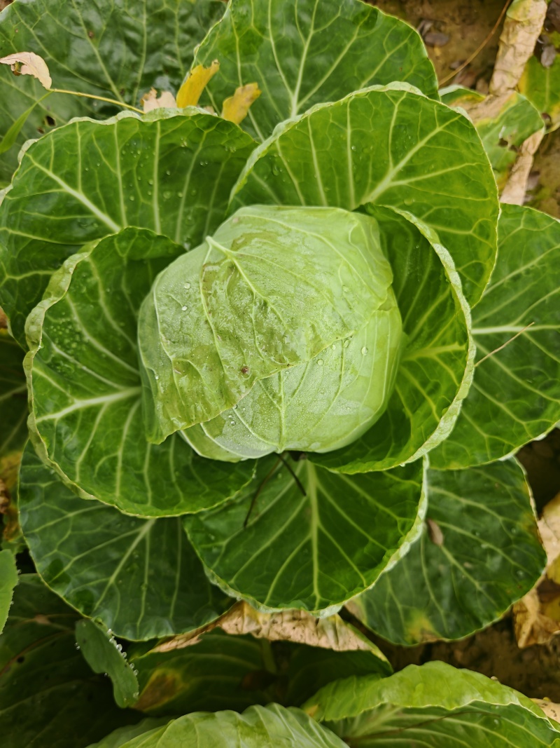 陕西咸阳三原精品园包菜