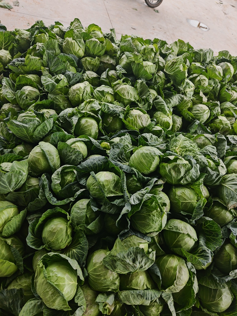 陕西咸阳三原精品园包菜