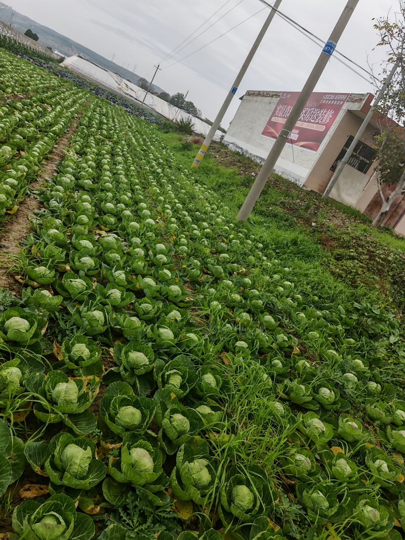 陕西咸阳三原精品园包菜
