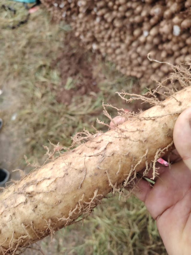 精品铁杆山药大量出售品种保证价格优惠支持视频看货