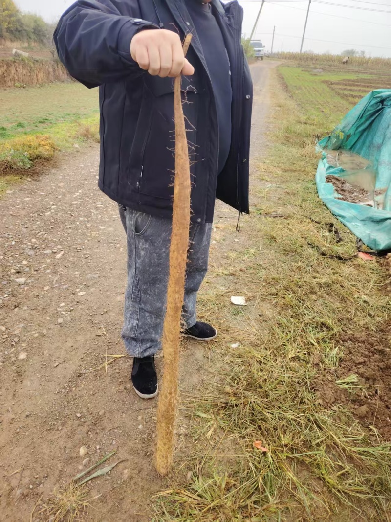 精品铁杆山药大量出售品种保证价格优惠支持视频看货
