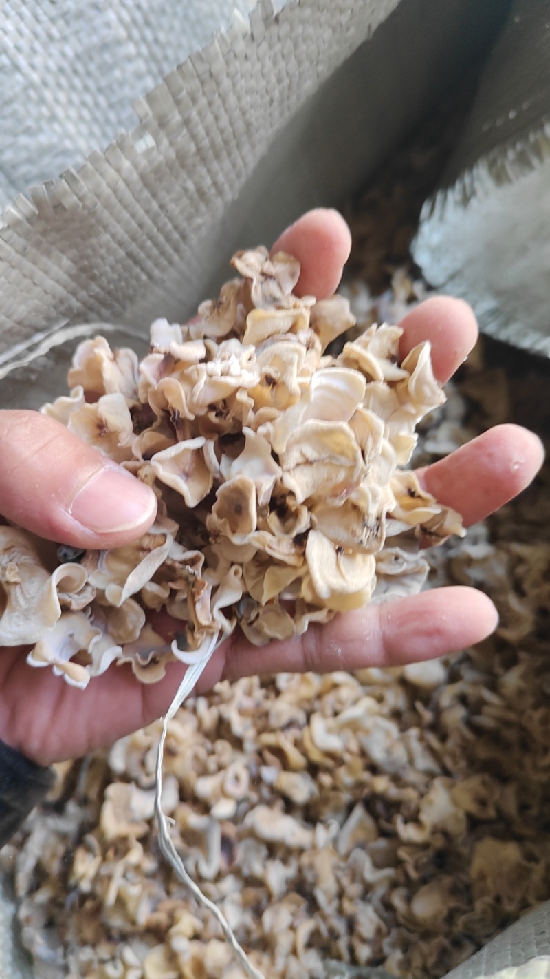 东北白木耳玉木耳白玉木耳基地直供整车全国物流包邮到岸
