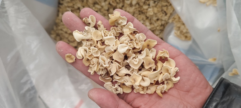 东北白木耳玉木耳白玉木耳基地直供整车全国物流包邮到岸