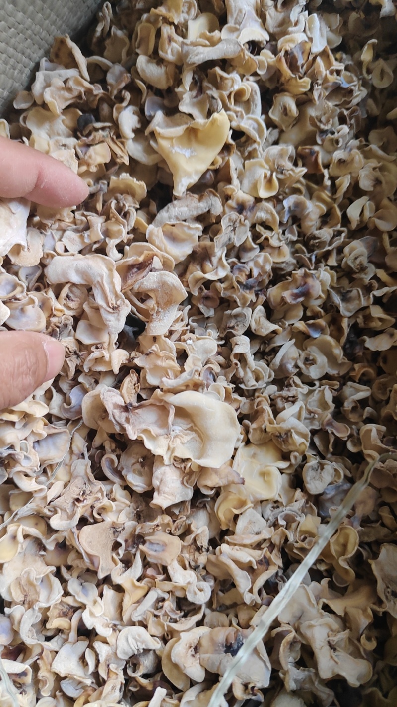 东北白木耳玉木耳白玉木耳基地直供整车全国物流包邮到岸