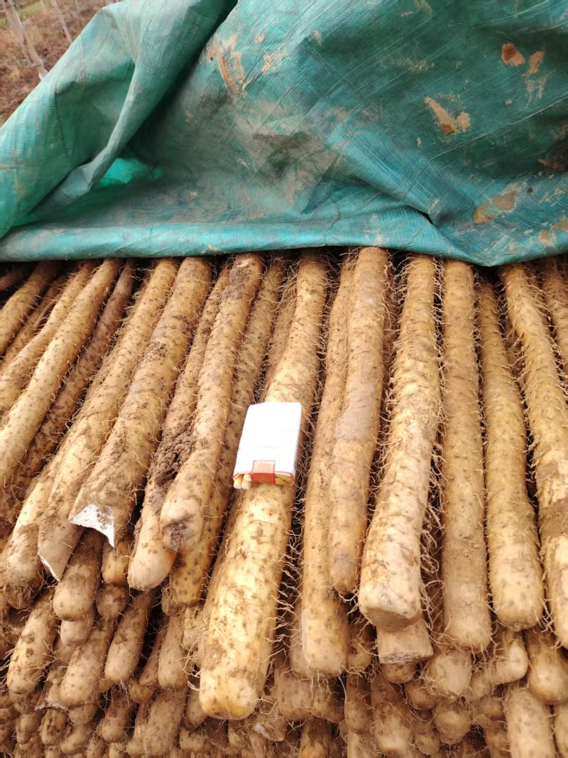 精品铁杆山药大量出售品种保证价格优惠支持视频看货
