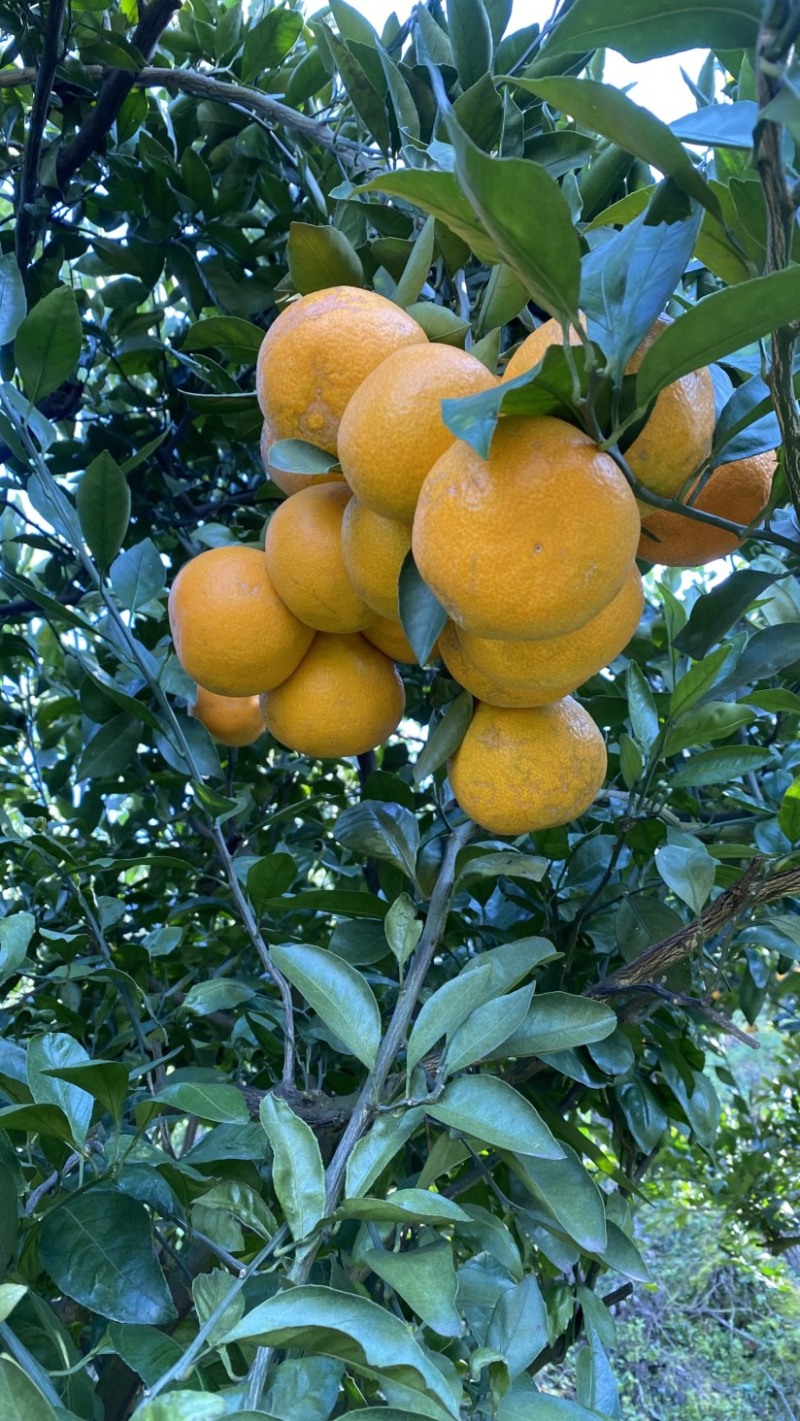 湖北蜜橘大量上市，商品果，罐头果大量有货，价格便宜