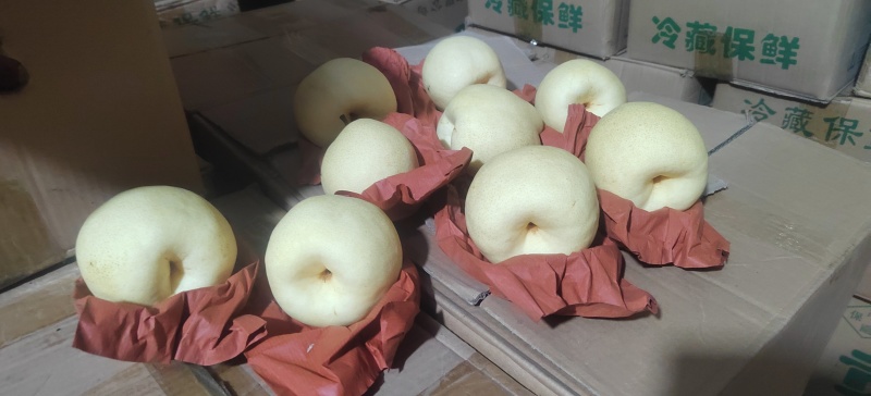 山西纸袋酥梨已大量上市，皮薄胡小口感好，地头看货收货，有